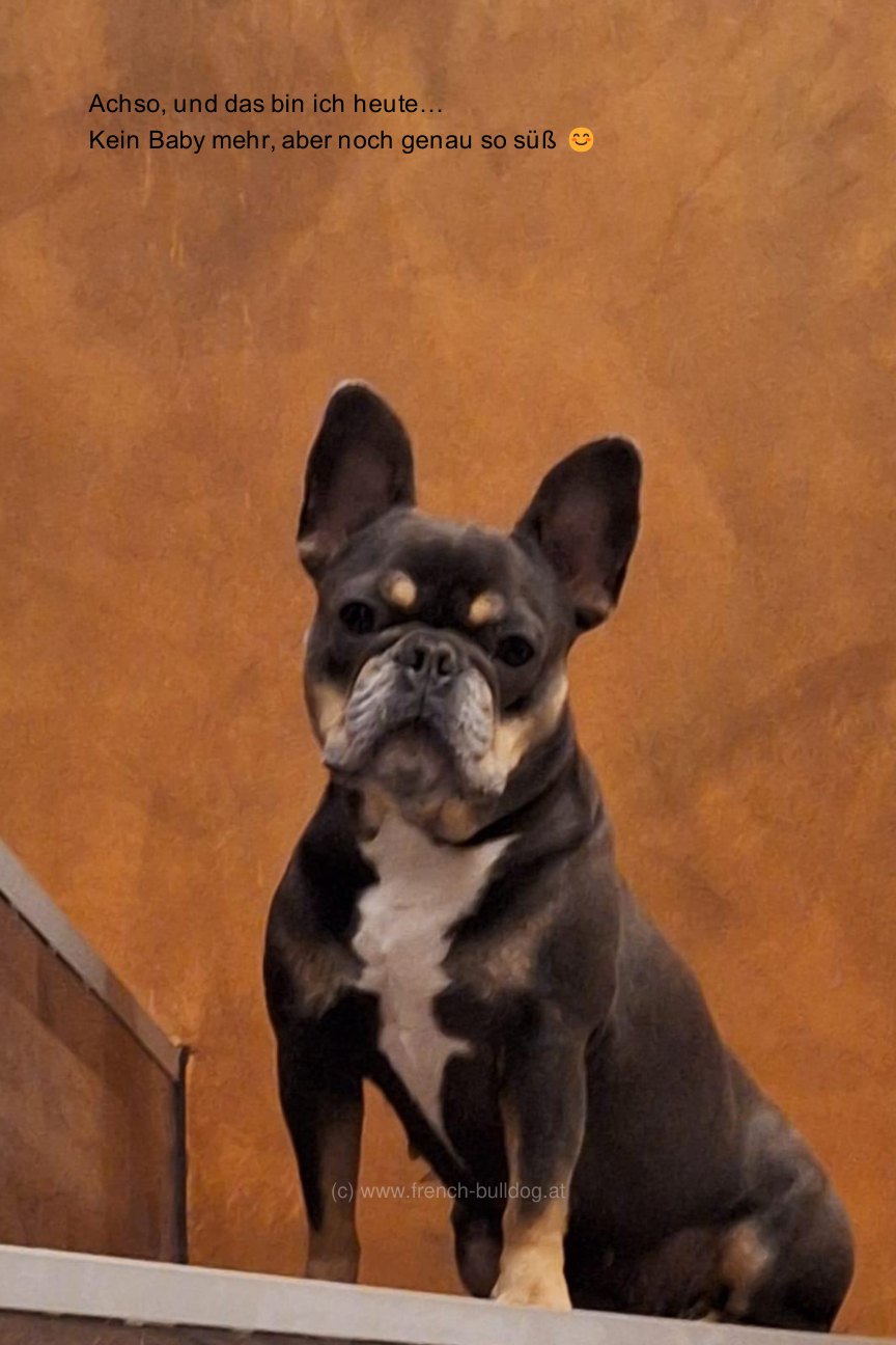 Susu, die Französische Bulldogge von Iris Winter